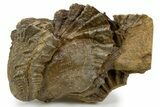 Jurassic Oyster (Lopha) Fossil Cluster - Germany #301621-2